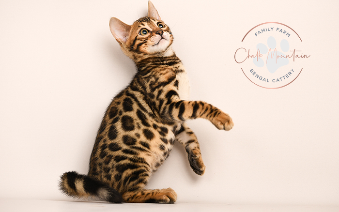 Bengal kitten for sale